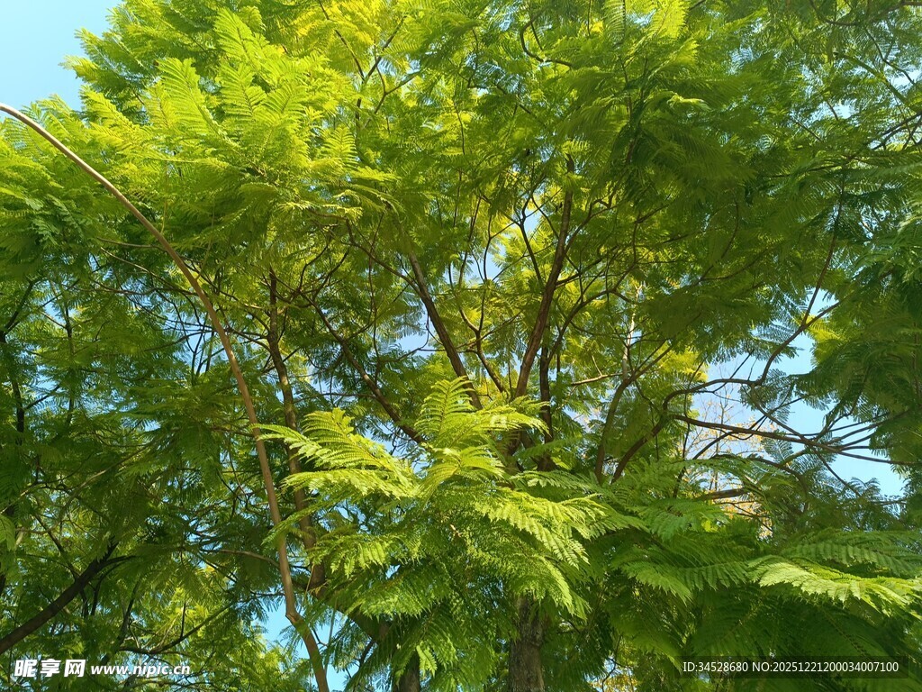 翠绿繁茂的树冠