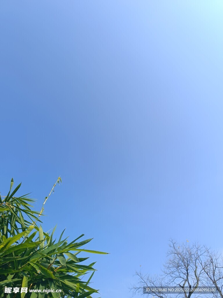 蓝天翠竹景象