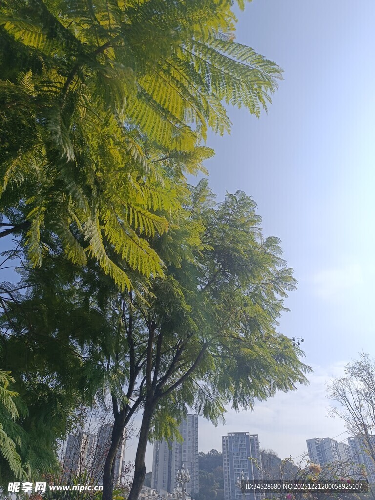 城市中葱郁树木与蓝天