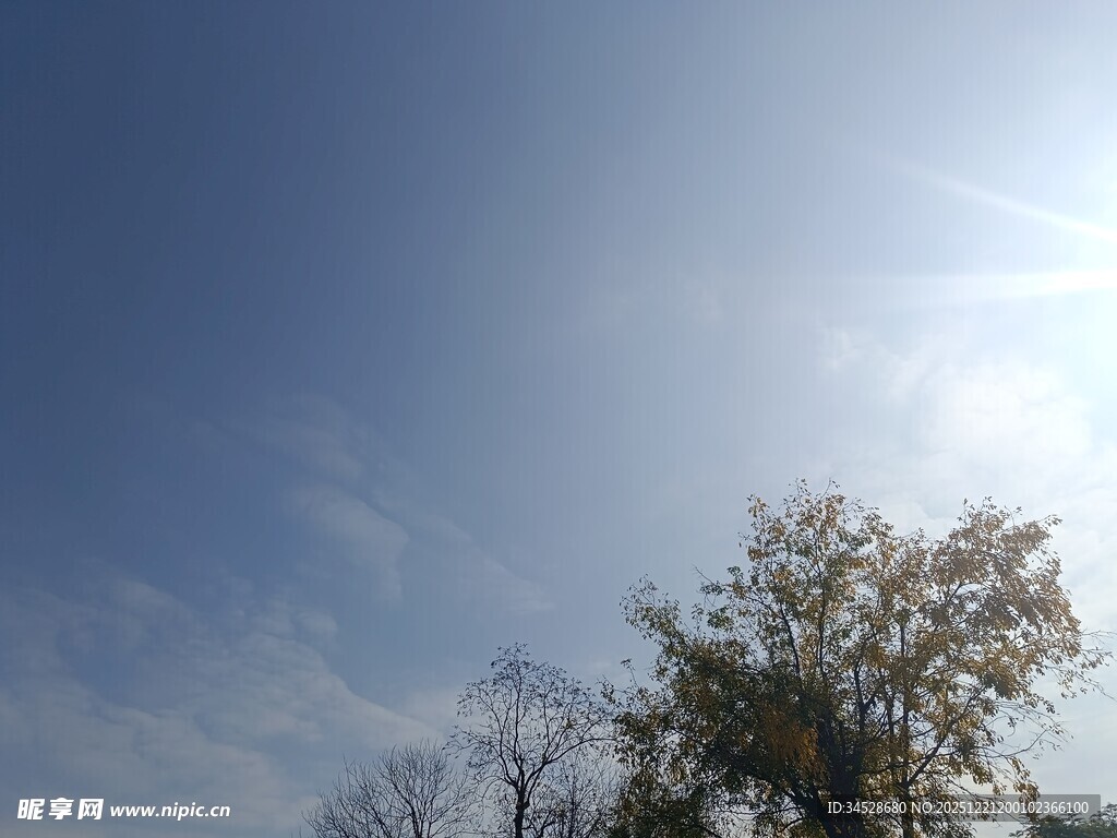 蓝天暖阳下的树木