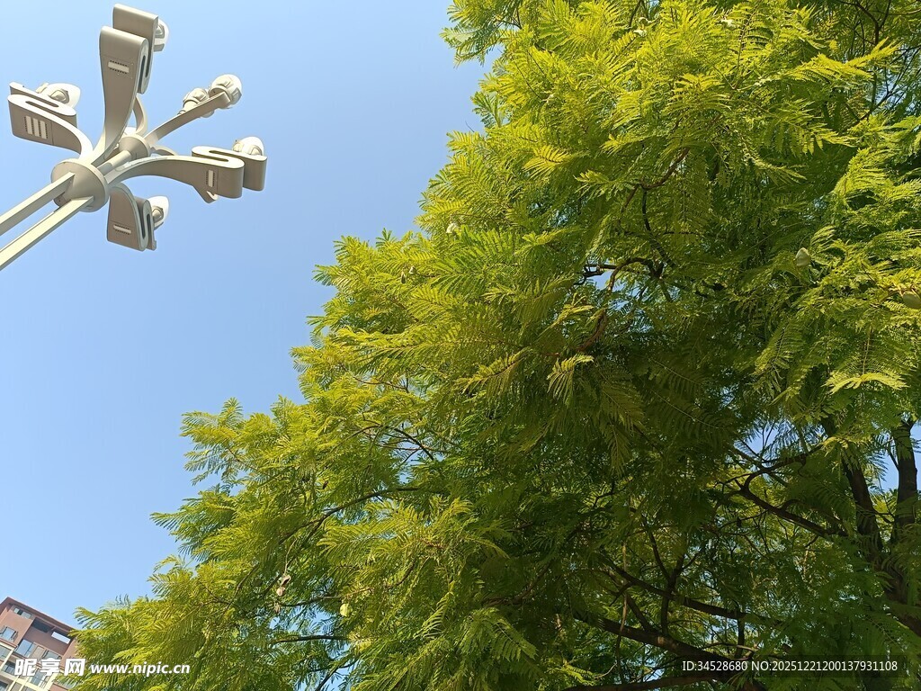 蓝天绿树间的精致路灯