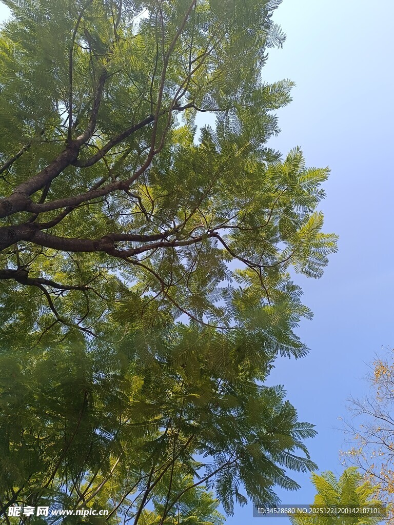 仰视葱郁树冠蓝天景象