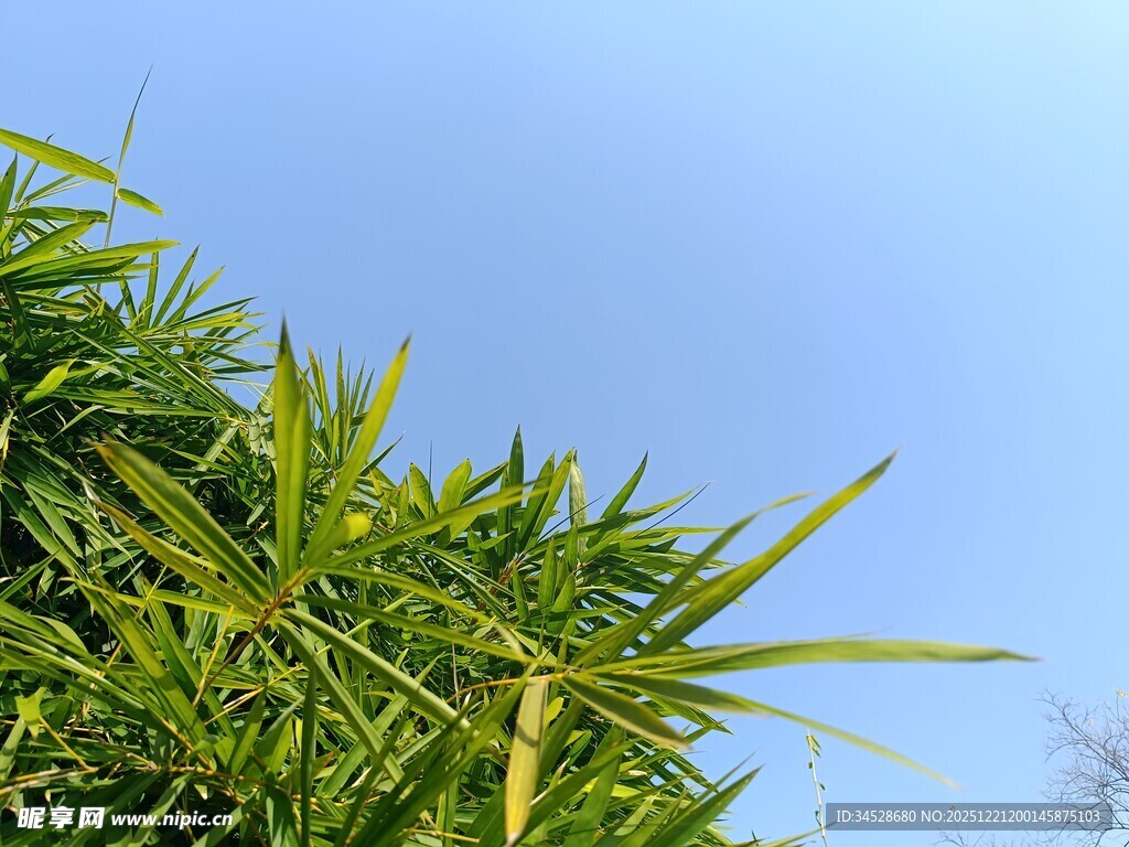 翠绿竹叶映蓝天