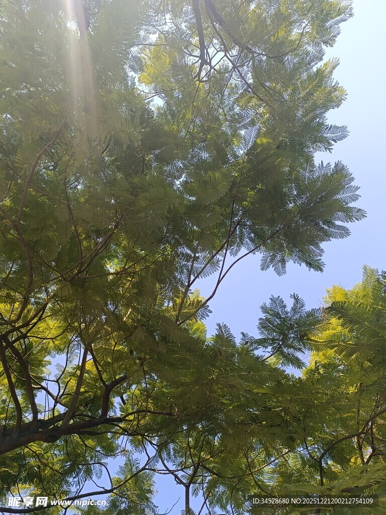 阳光透过树叶的静谧风景