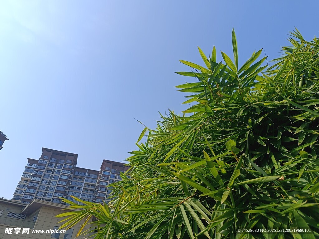 高楼旁的翠绿竹林
