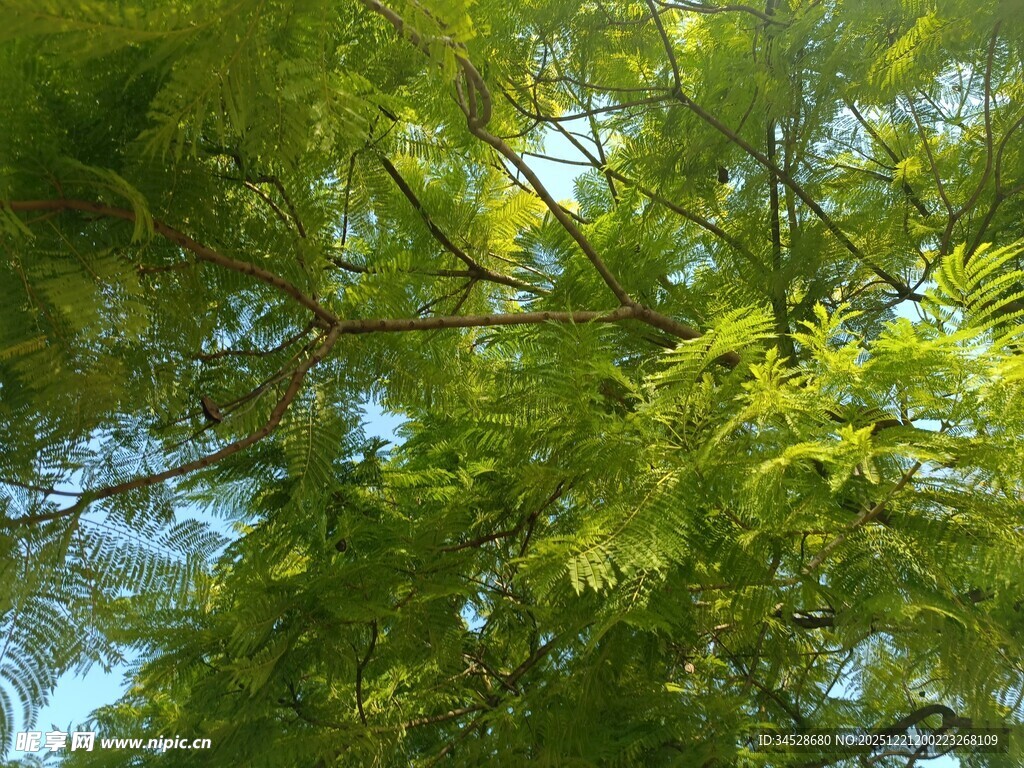 仰视翠绿繁茂的树枝