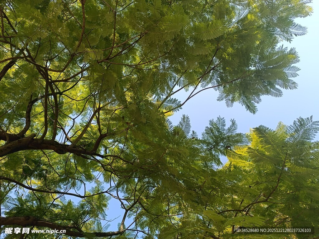 仰视葱郁繁茂的树冠