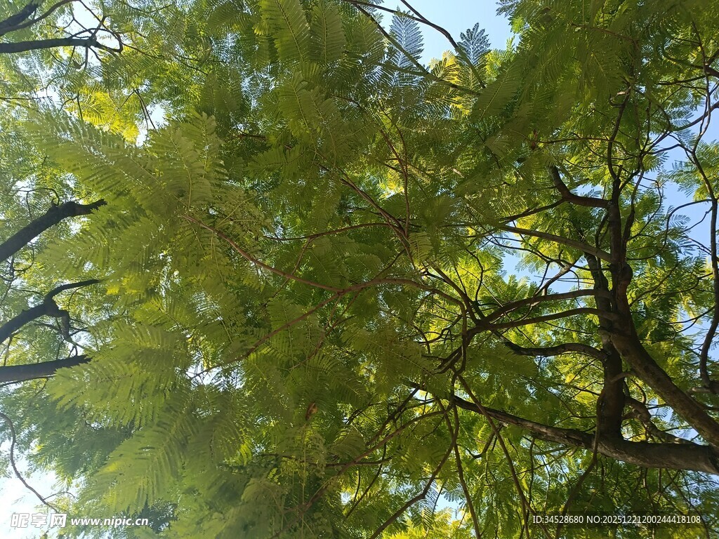 仰视葱郁树枝与蓝天