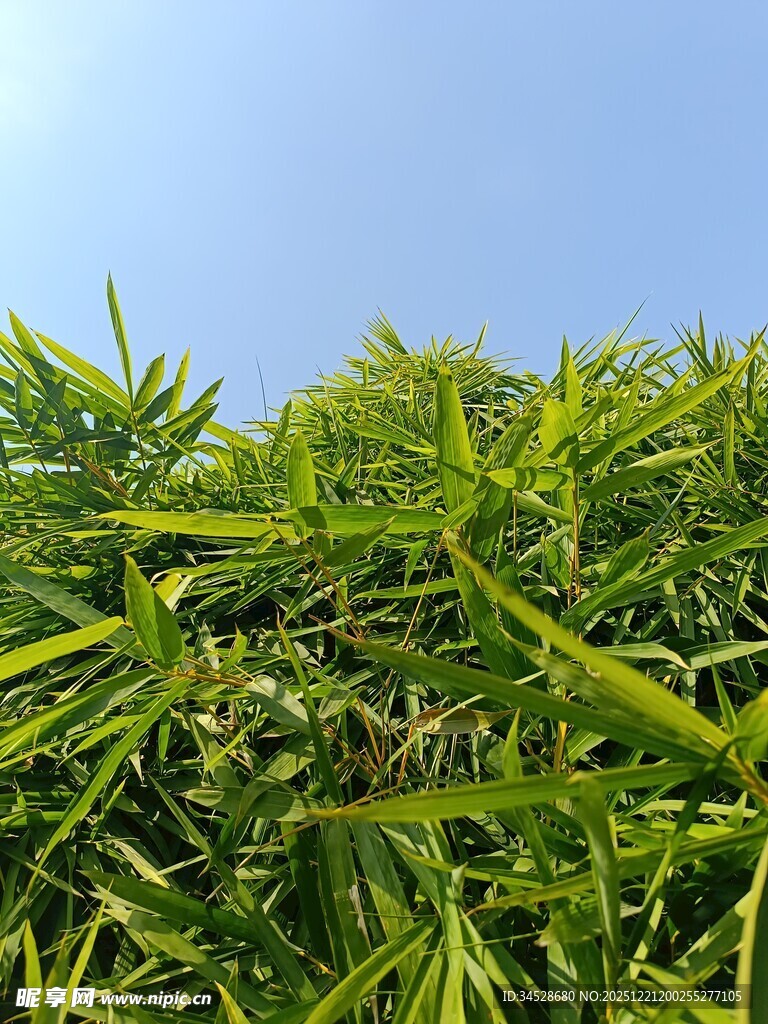 翠绿植物近景