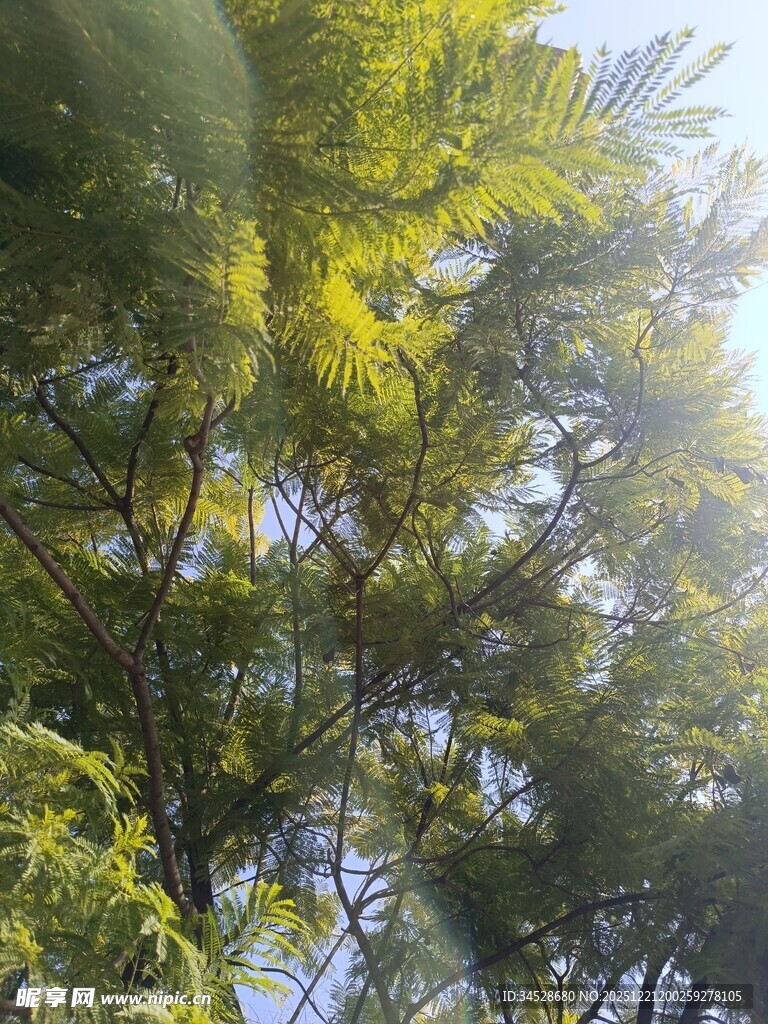 阳光下繁茂的绿树