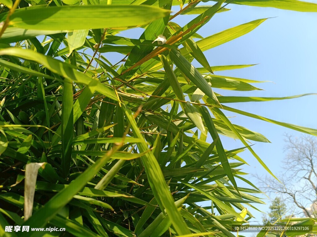 阳光下的翠绿竹叶