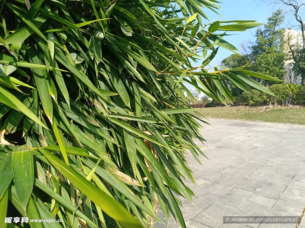 路边翠绿竹子生机勃勃