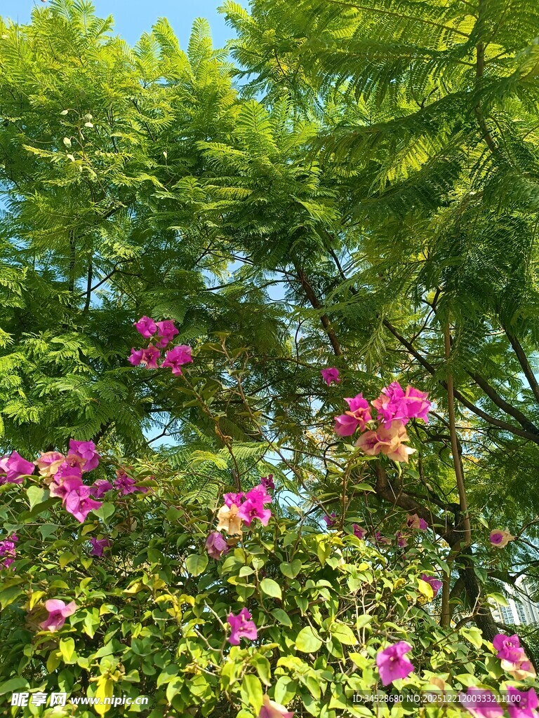 绿叶间绽放的艳丽繁花