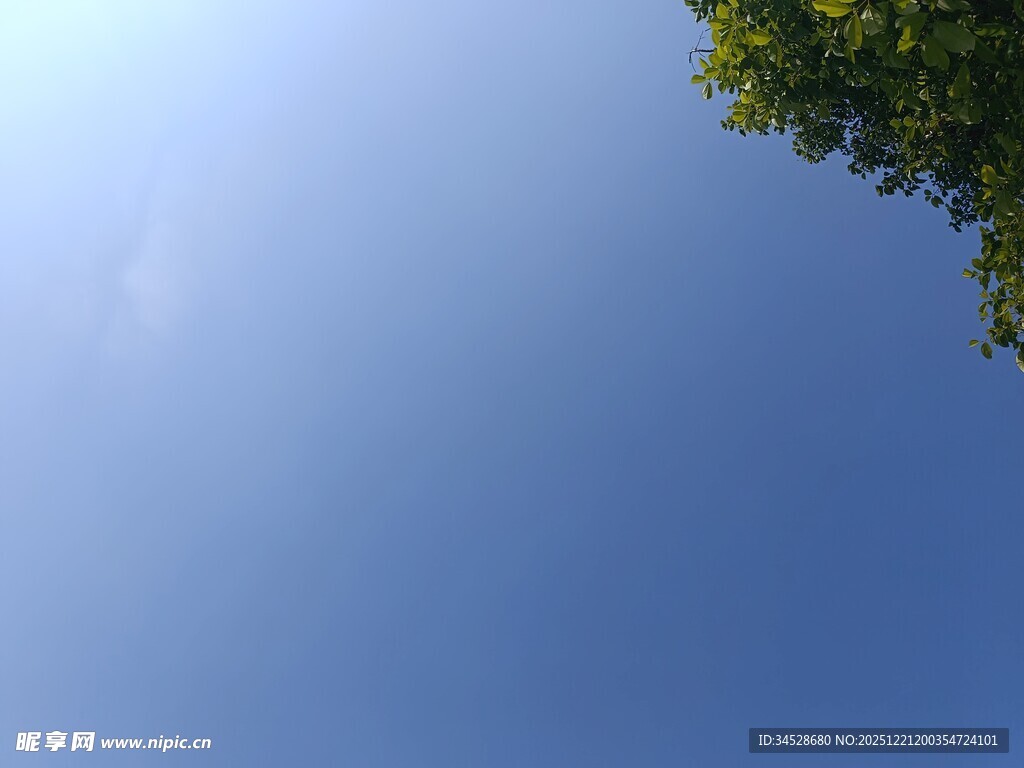 仰望蓝天与树梢
