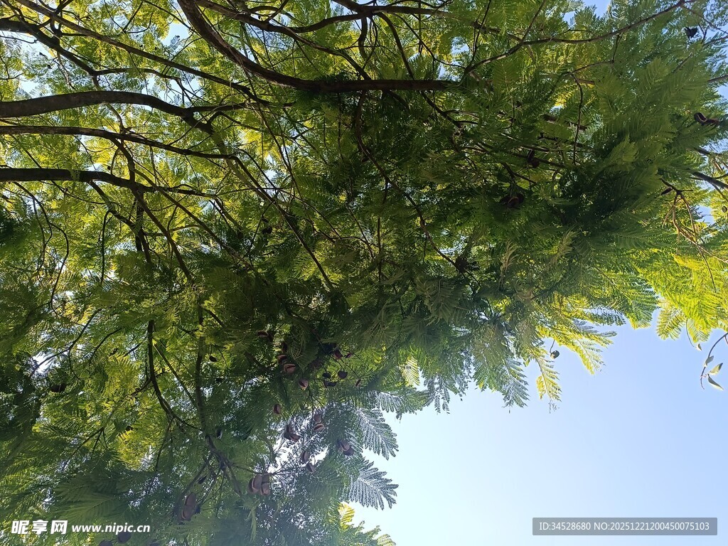 仰视葱郁树冠蓝天美景