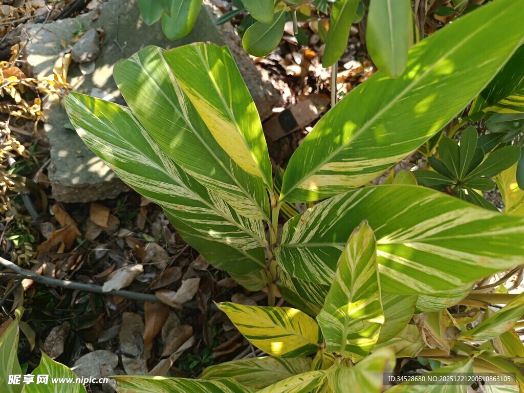 斑斓条纹叶片的绿植