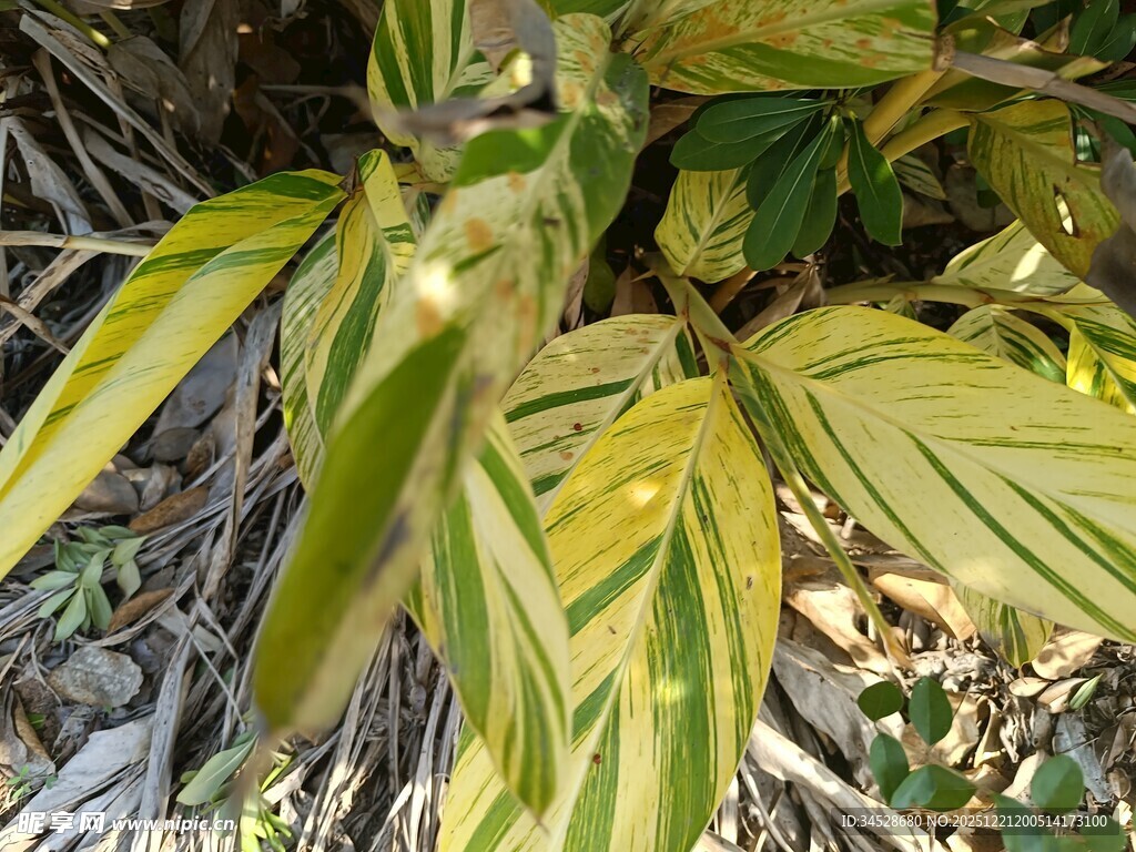 黄绿相间叶片的植物