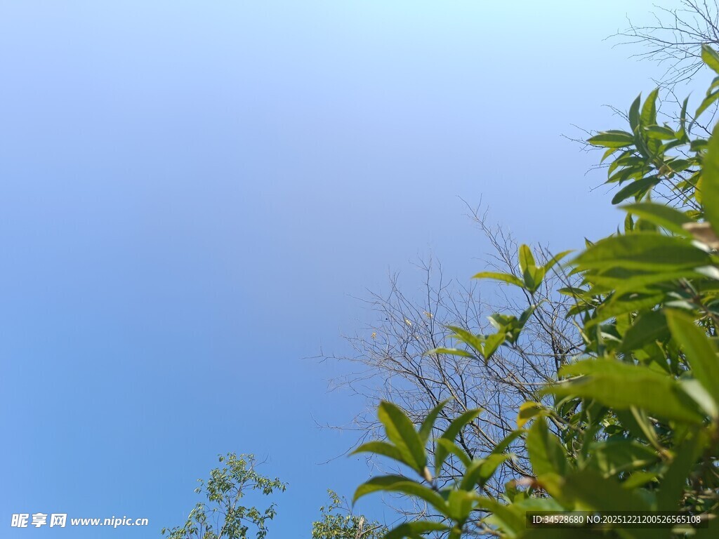 蓝天绿叶清新自然景象