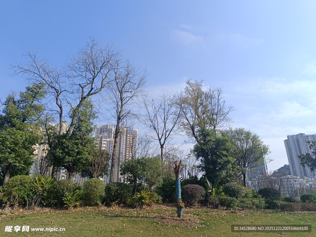 城市绿地中的树木景观