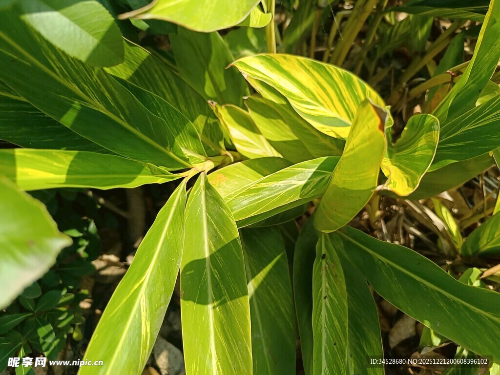 翠绿舒展的植物叶片