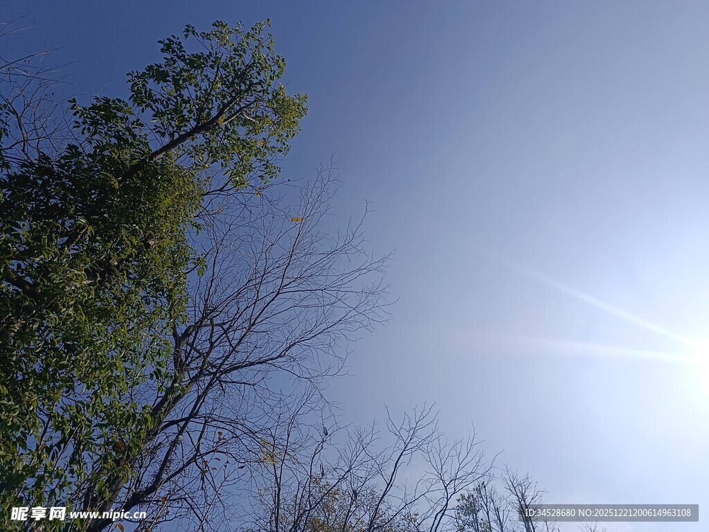 阳光下的树木与蓝天