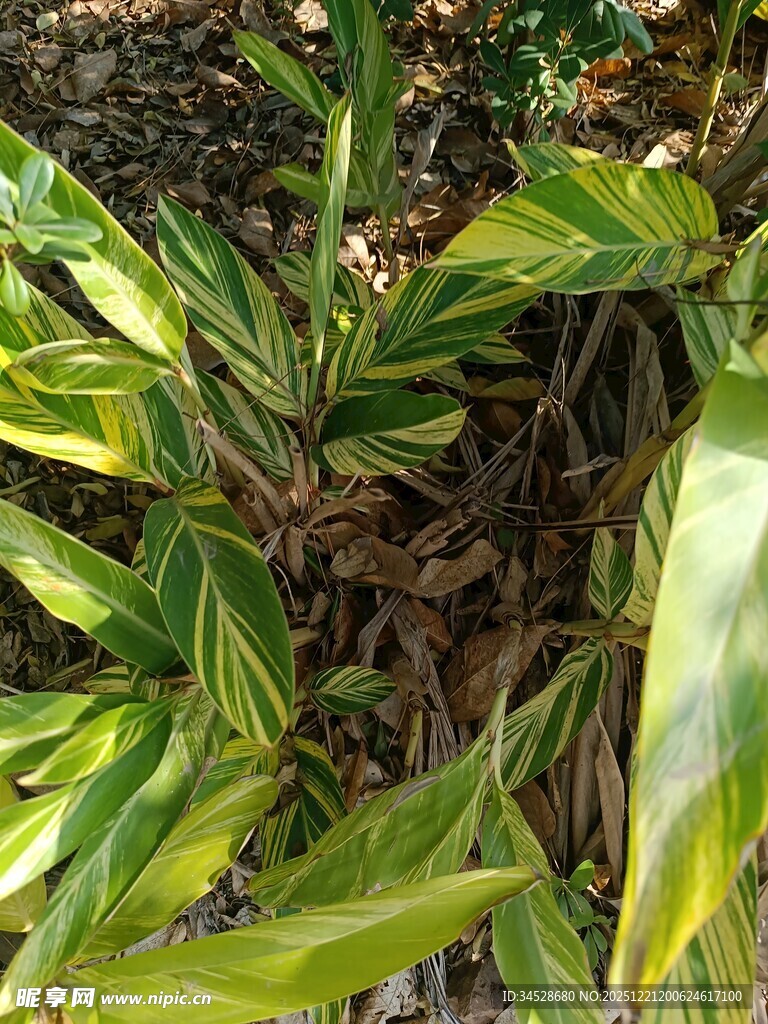 黄绿相间叶片的绿植