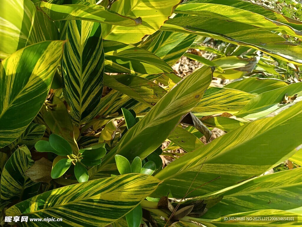 阳光下的翠绿植物叶片