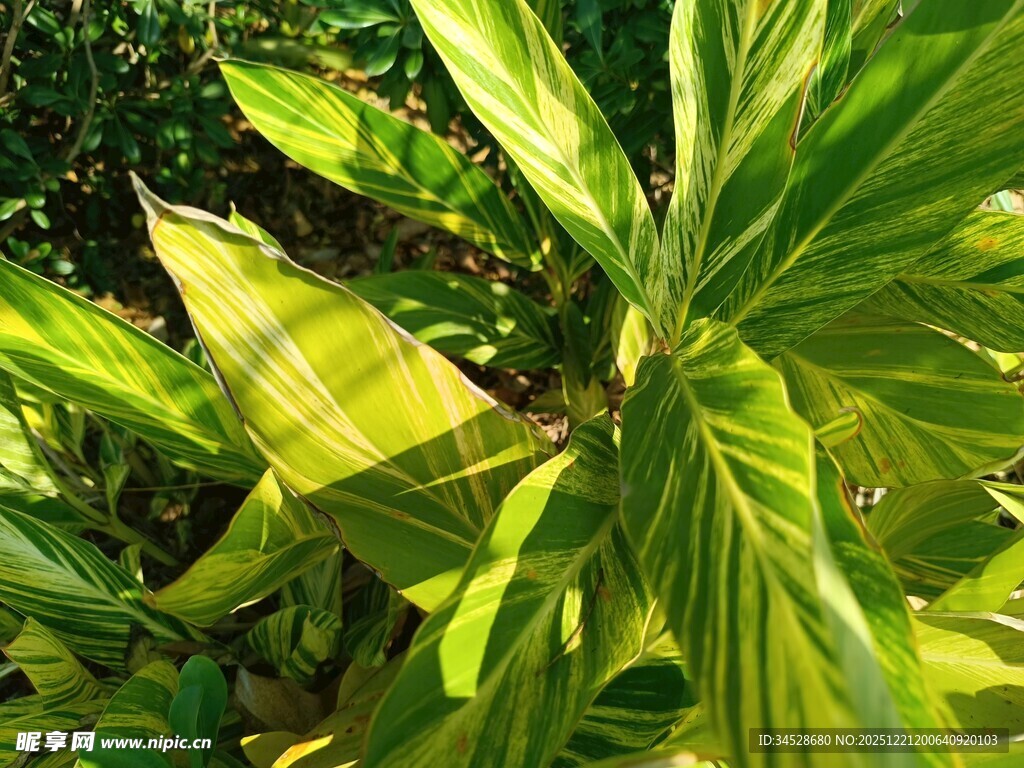 阳光下的翠绿植物叶片