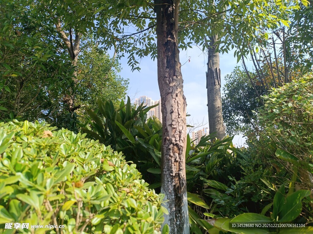 繁茂绿植环绕的挺拔树木