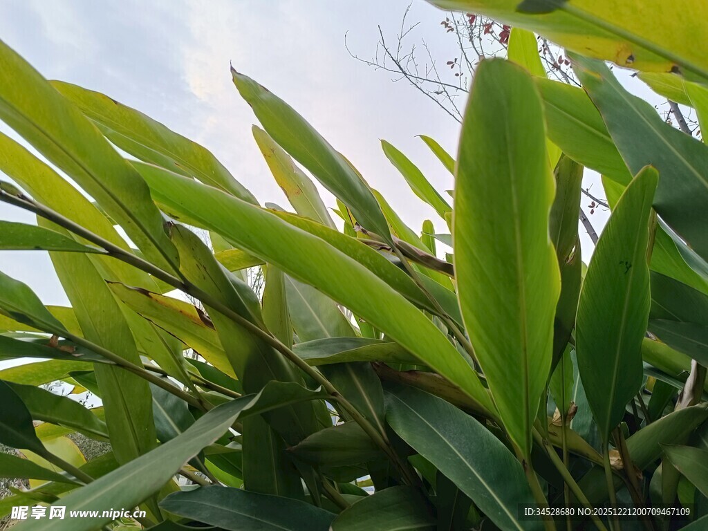 翠绿竹叶在蓝天映衬下