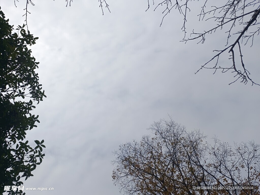 仰视天空中的树木
