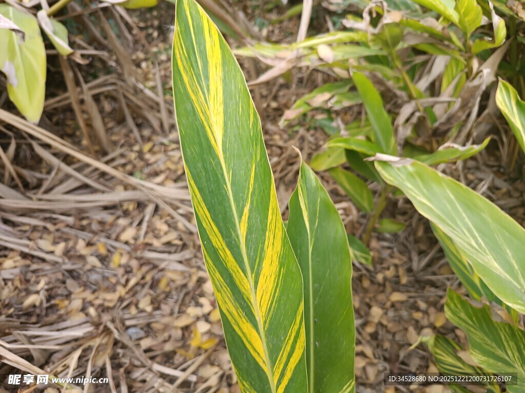 黄绿相间叶片特写