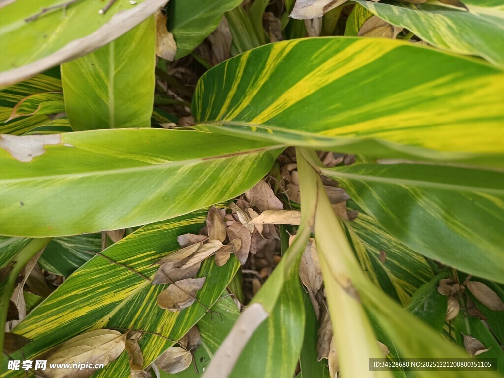 斑斓叶片与棕褐果实