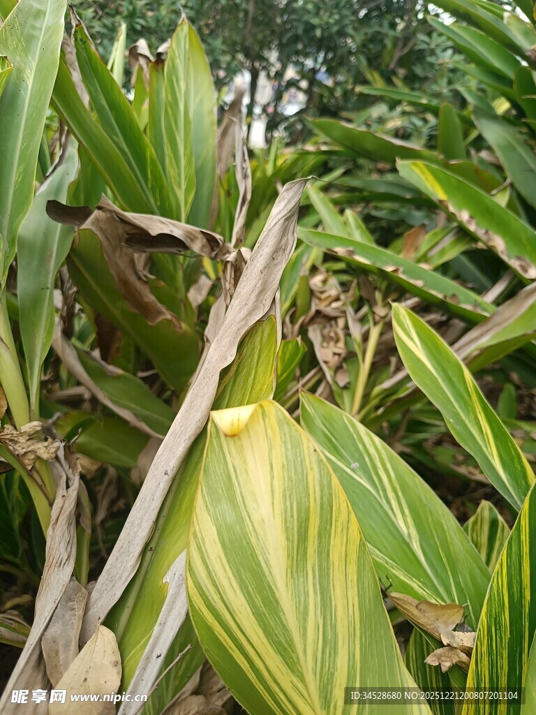 黄绿相间的植物叶片特写