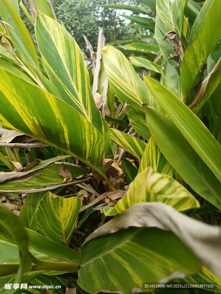 黄绿相间的斑斓叶片植物