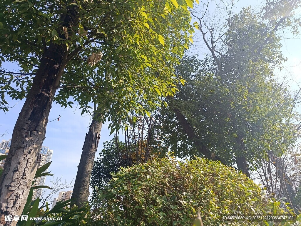 阳光照耀下的葱郁树木