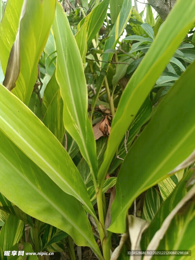 翠绿繁茂的热带植物景观