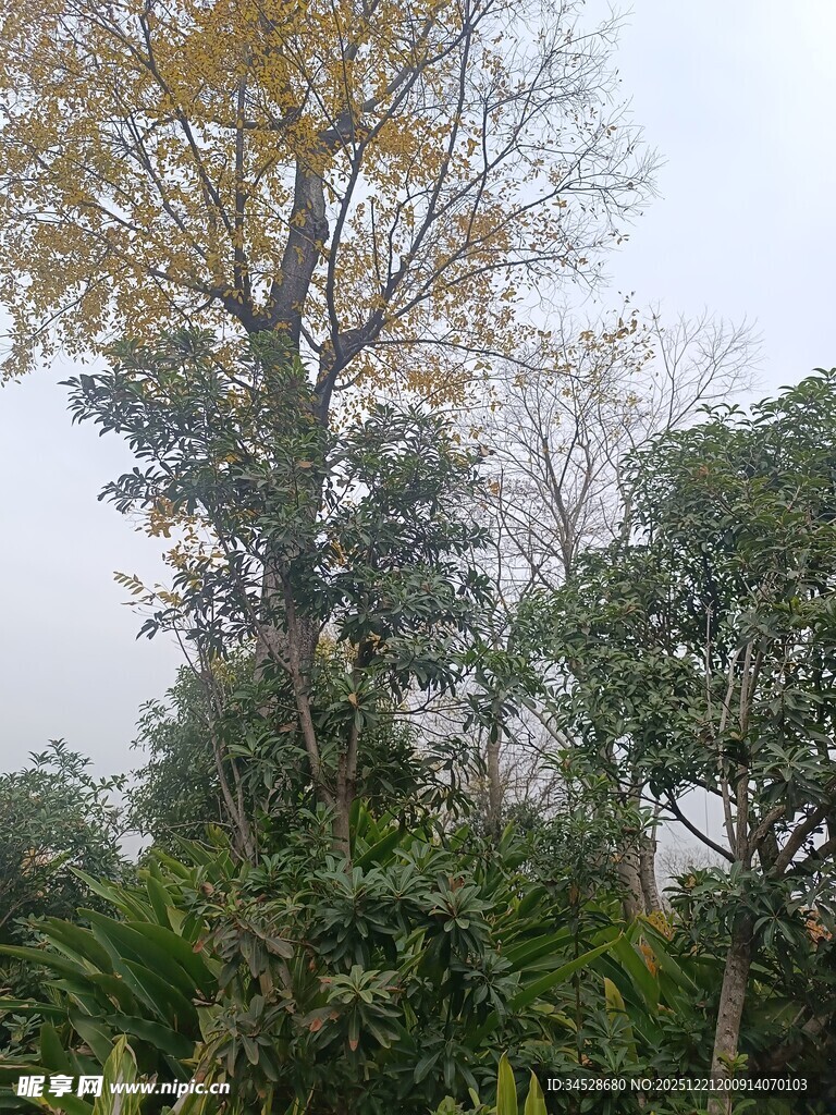 雾中树林与繁茂绿植