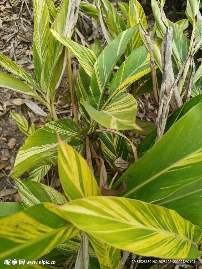 斑斓叶片的独特植物