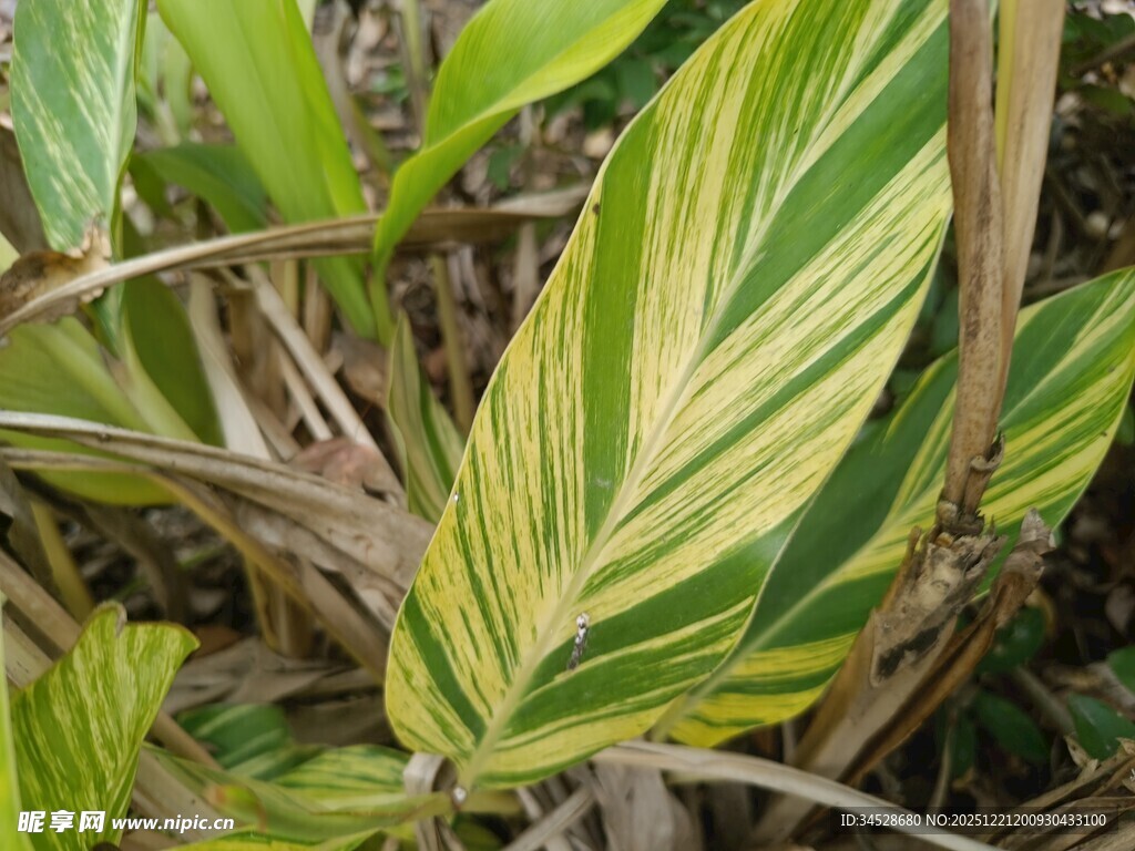 斑斓条纹叶片的绿植