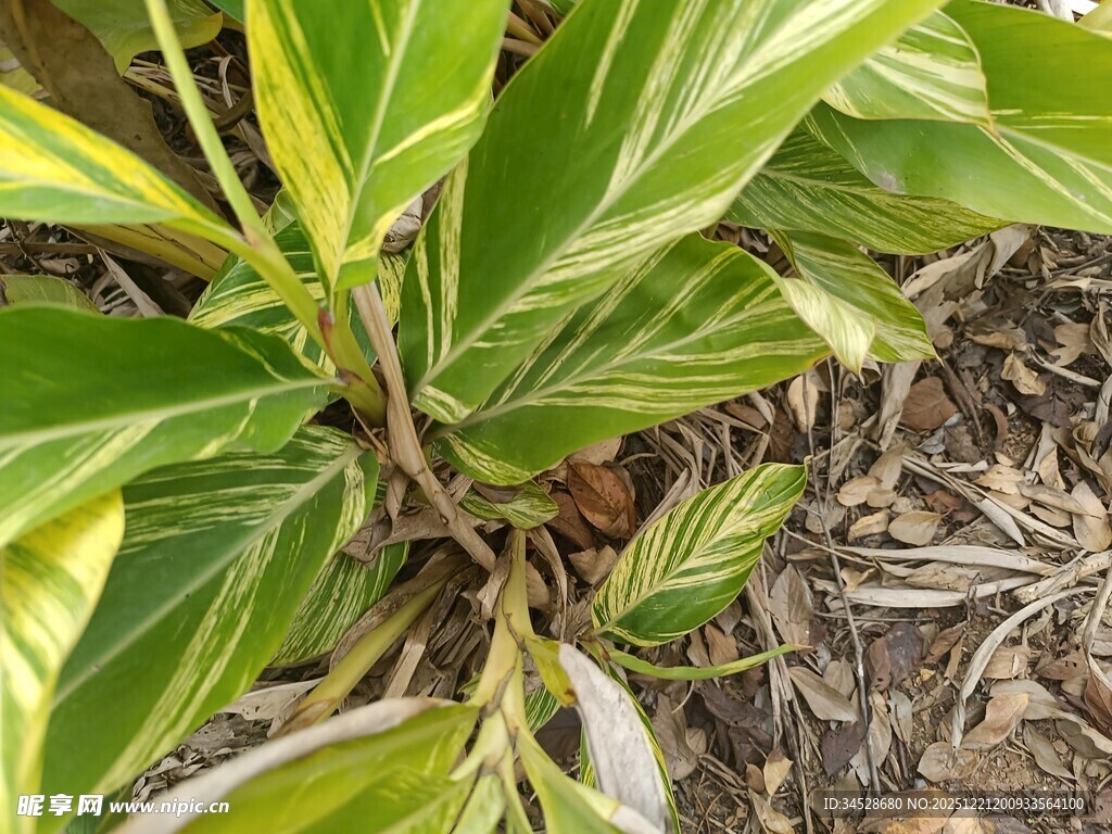 黄绿条纹叶片的植物