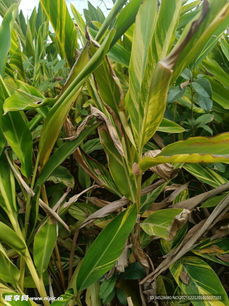 翠绿斑斓的植物叶片