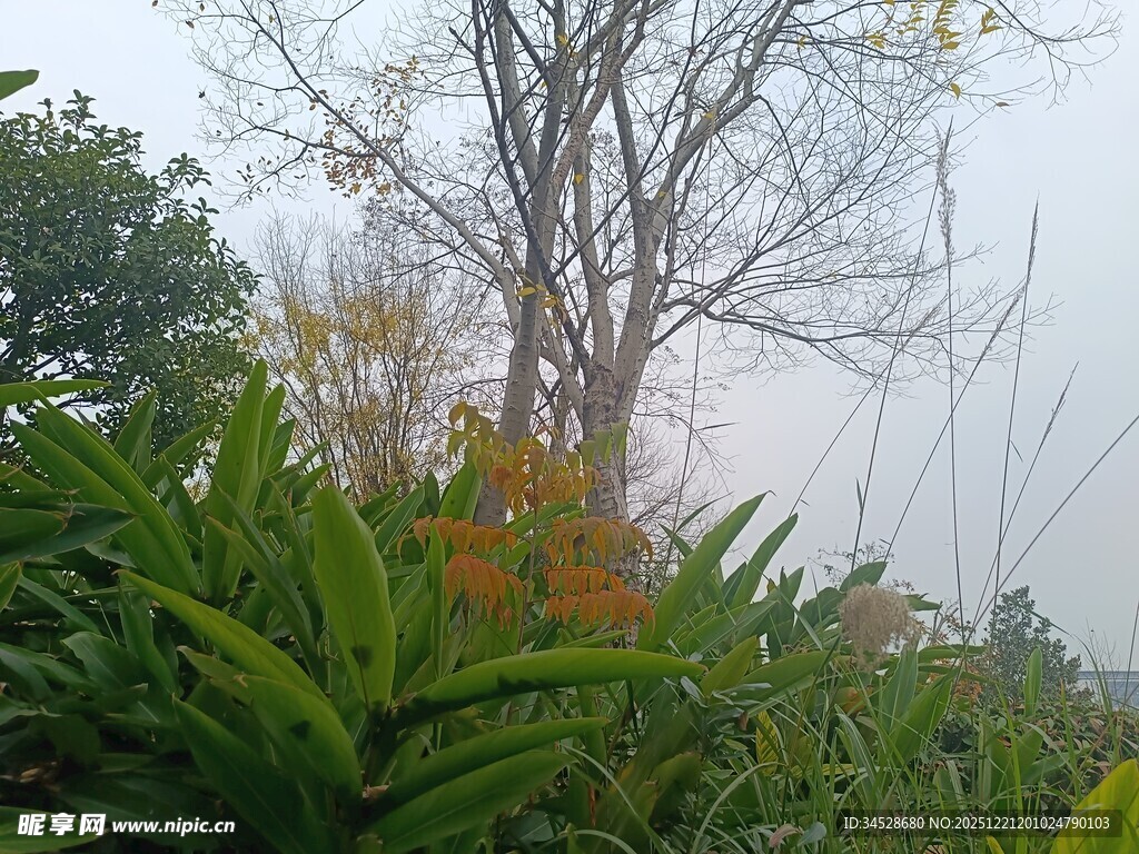 林间草木与光秃树木景象