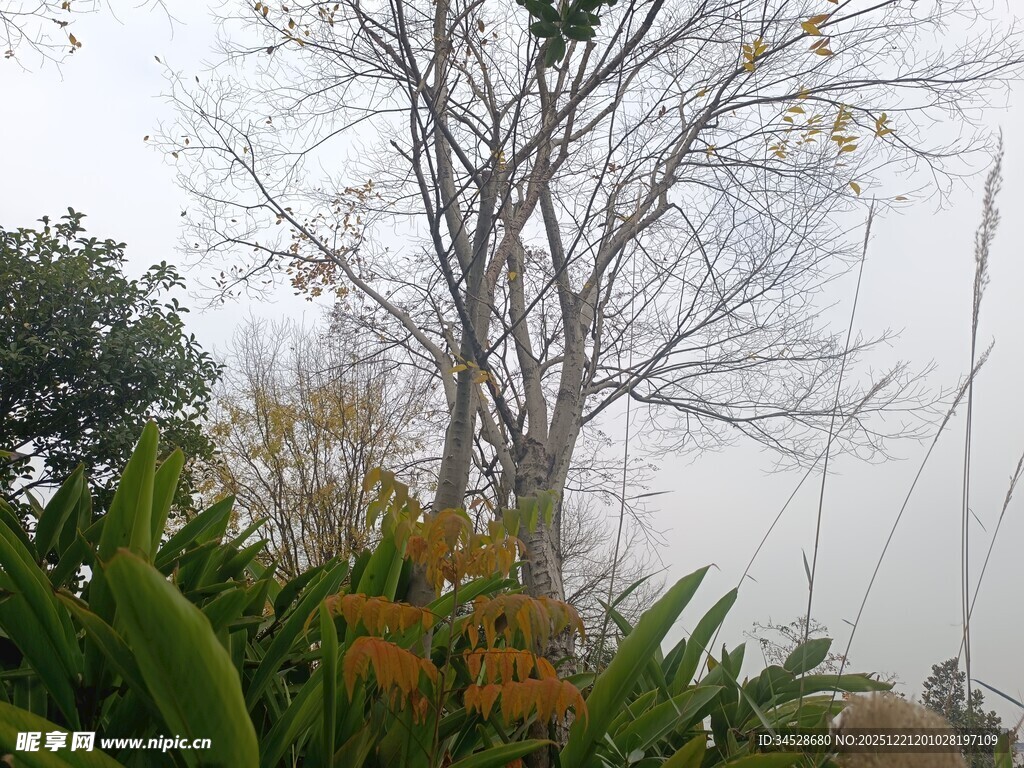 雾中植物与光秃树木