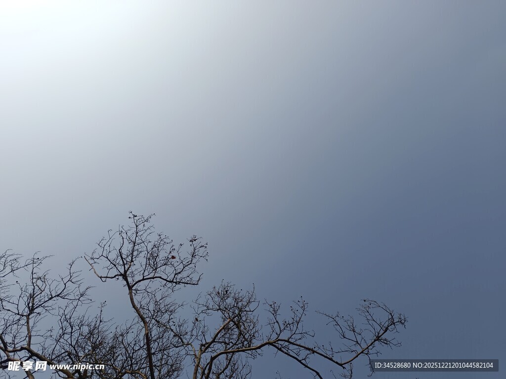 阳光下的光秃树枝