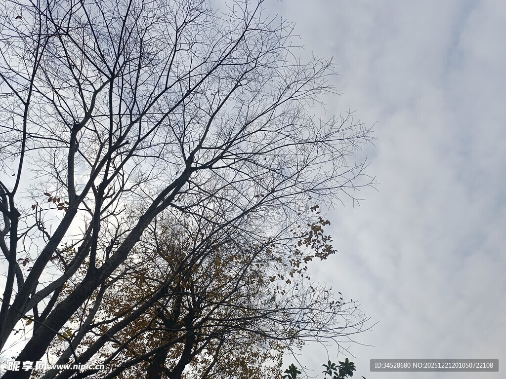 冬日枯树与朦胧天空