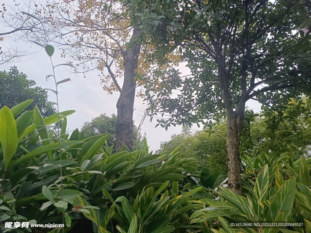 茂密丛林中的树木与绿植