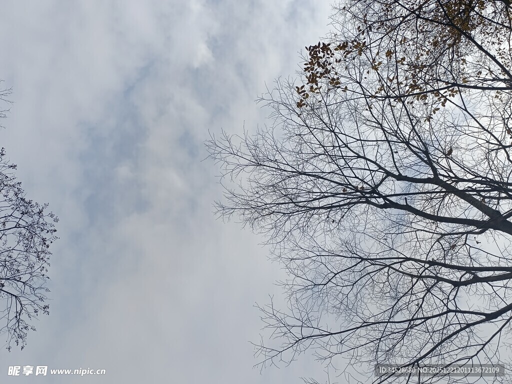 冬日枯树与朦胧天空