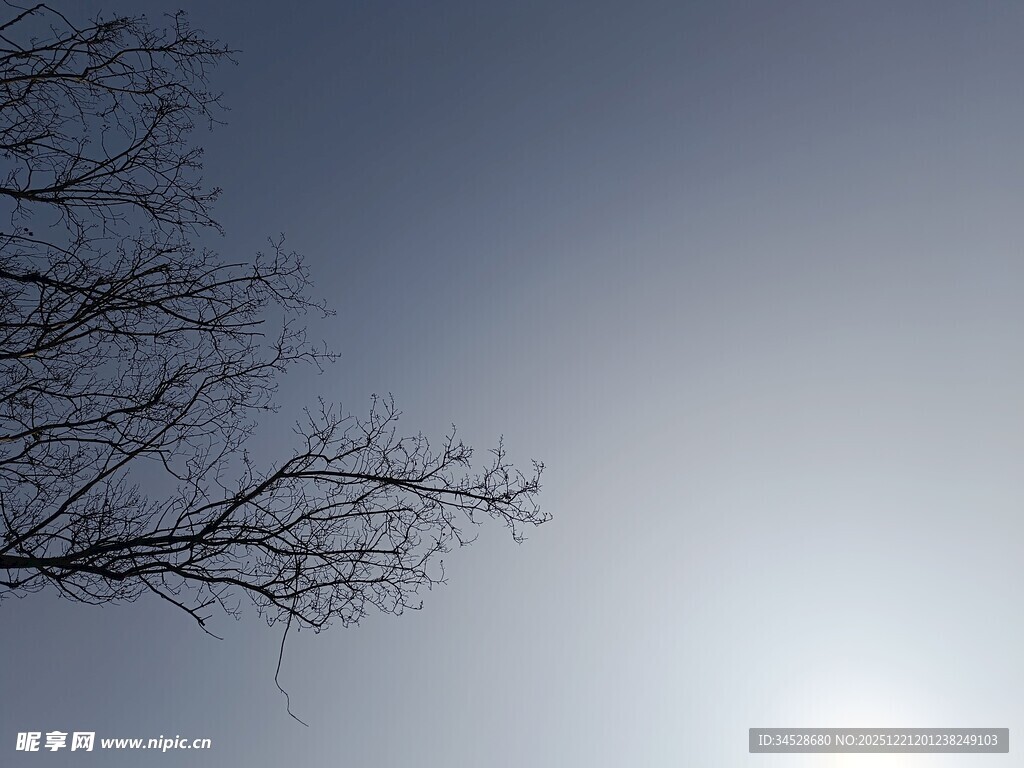 冬日枯树与朦胧天空