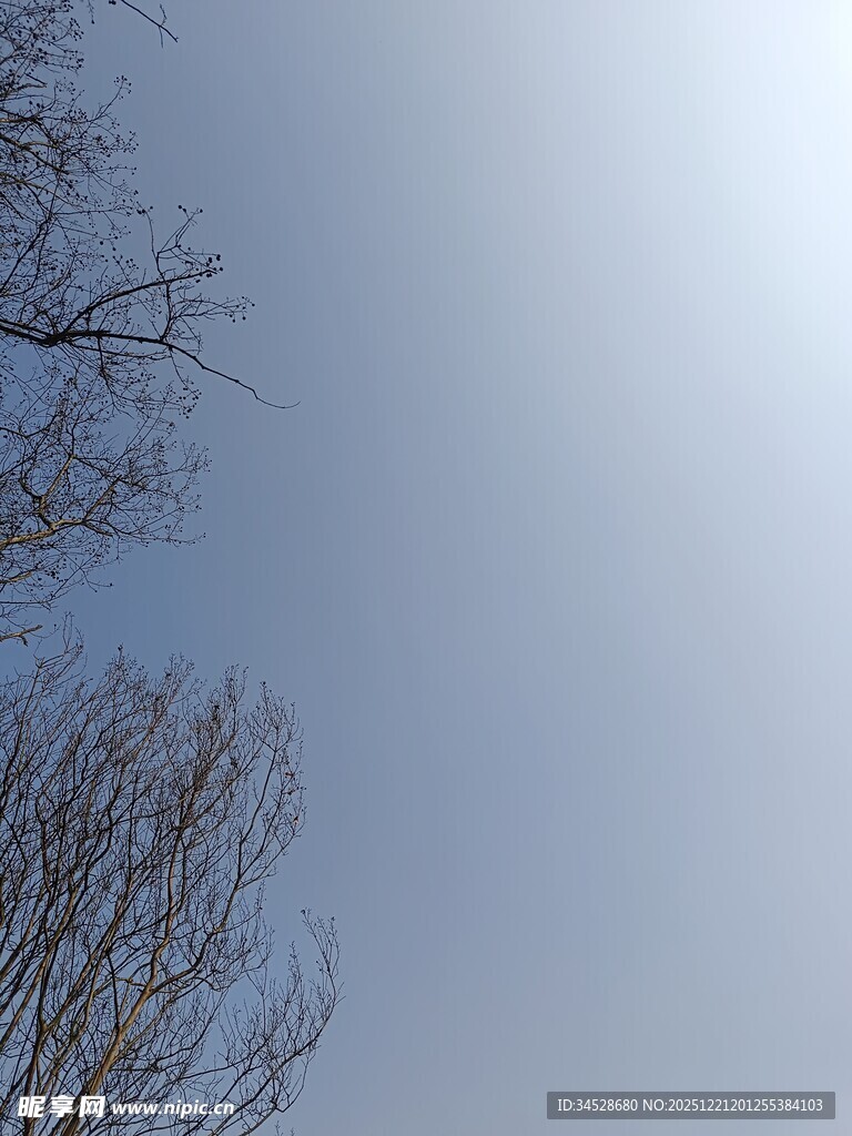 冬日光秃树枝与晴朗天空